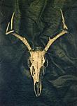 Click image for larger version. 

Name:	Deer Skull (c-type:tannin).jpg 
Views:	59 
Size:	56.0 KB 
ID:	174683