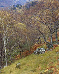 Click image for larger version. 

Name:	Glen Nevis Pines.jpg 
Views:	154 
Size:	186.4 KB 
ID:	175359