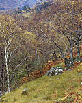 Click image for larger version. 

Name:	Glen Nevis Pines.jpg 
Views:	154 
Size:	186.4 KB 
ID:	175359
