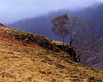 Click image for larger version. 

Name:	Trees Gearr Aonach.jpg 
Views:	247 
Size:	99.2 KB 
ID:	179460