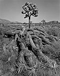 Click image for larger version. 

Name:	Joshua Trees.jpg 
Views:	134 
Size:	131.5 KB 
ID:	184203