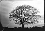 Click image for larger version. 

Name:	mendip in winter-trees-ThorntonPickard-INV-WP--2.jpg 
Views:	202 
Size:	81.9 KB 
ID:	187850