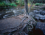 tree roots along the amnicon.jpg