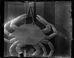 Click image for larger version. 

Name:	img051 glass crab smaller.jpg 
Views:	40 
Size:	46.9 KB 
ID:	197894