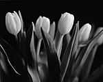 Click image for larger version. 

Name:	Tulips_Arrangement-1.jpg 
Views:	46 
Size:	28.9 KB 
ID:	198251