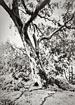 Click image for larger version. 

Name:	Tree, Djerriwarrh Creek copy.jpg 
Views:	92 
Size:	92.3 KB 
ID:	198954