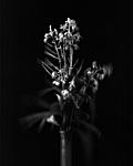 Click image for larger version. 

Name:	Wilting Fireweed.jpg 
Views:	97 
Size:	22.3 KB 
ID:	208859