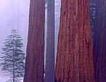 redwoods and fog.jpg