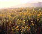 Click image for larger version. 

Name:	Tickseed Sunflowers and Foggy Field SBMWA (nice)_edited-1_00001RPF4521DS.jpg 
Views:	67 
Size:	116.6 KB 
ID:	210584