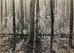 Click image for larger version. 

Name:	Backlit Forest, Newbury, Vermont.jpg 
Views:	149 
Size:	110.9 KB 
ID:	212893