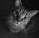Click image for larger version. 

Name:	max.jpg 
Views:	40 
Size:	36.8 KB 
ID:	213218