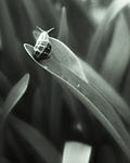 Click image for larger version. 

Name:	img108 snail cropped.jpg 
Views:	112 
Size:	36.3 KB 
ID:	218025