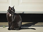 Click image for larger version. 

Name:	Black Kitty.jpg 
Views:	32 
Size:	31.4 KB 
ID:	225621