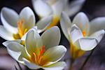 Click image for larger version. 

Name:	crocuses2021small.jpg 
Views:	58 
Size:	29.5 KB 
ID:	225983