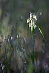 Click image for larger version. 

Name:	Quaking grass_Briza-1.jpg 
Views:	27 
Size:	31.4 KB 
ID:	227524