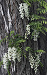 Click image for larger version. 

Name:	BlackLocust flowers.jpg 
Views:	21 
Size:	93.1 KB 
ID:	227843