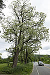 Click image for larger version. 

Name:	Black Locust.jpg 
Views:	25 
Size:	120.7 KB 
ID:	227844