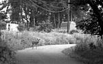 Click image for larger version. 

Name:	Road to Bambi .jpg 
Views:	32 
Size:	76.3 KB 
ID:	228974