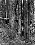 Click image for larger version. 

Name:	Redwood Trees 1.jpg 
Views:	89 
Size:	114.7 KB 
ID:	228996