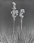 Click image for larger version. 

Name:	Yucca Pods, White Sands copy.jpg 
Views:	19 
Size:	127.0 KB 
ID:	231084