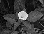 Click image for larger version. 

Name:	Datura bw.jpg 
Views:	66 
Size:	36.8 KB 
ID:	232070