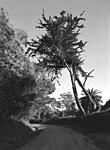 Click image for larger version. 

Name:	Split Cypress.jpg 
Views:	15 
Size:	69.2 KB 
ID:	234707