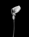 Click image for larger version. 

Name:	Calla Lily.jpg 
Views:	43 
Size:	11.2 KB 
ID:	242541
