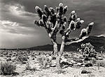 Click image for larger version. 

Name:	FloweringJoshuaTree.jpg 
Views:	126 
Size:	93.0 KB 
ID:	244929