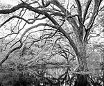 Click image for larger version. 

Name:	oak garden #8.jpg 
Views:	89 
Size:	145.6 KB 
ID:	246598
