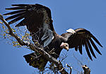 Click image for larger version. 

Name:	Condor124.jpg 
Views:	8 
Size:	80.2 KB 
ID:	250104