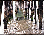 Click image for larger version. 

Name:	capitola pier (1 of 1).jpg 
Views:	83 
Size:	107.4 KB 
ID:	250320