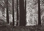 3_Redwood Sunlight 70.jpg