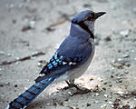 Click image for larger version. 

Name:	bird1.jpg 
Views:	28 
Size:	49.9 KB 
ID:	69580