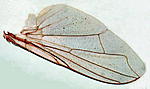 Click image for larger version. 

Name:	fly wing lowi.jpg 
Views:	28 
Size:	60.6 KB 
ID:	70319