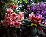 Click image for larger version. 

Name:	small rhododendron02.jpg 
Views:	56 
Size:	114.7 KB 
ID:	73211