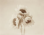 Click image for larger version. 

Name:	Sunflower 2b.jpg 
Views:	67 
Size:	28.3 KB 
ID:	75657