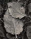 Click image for larger version. 

Name:	frosted leaves.jpg 
Views:	100 
Size:	109.7 KB 
ID:	88442