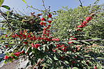 Click image for larger version. 

Name:	Red Berries.jpg 
Views:	28 
Size:	133.0 KB 
ID:	222557