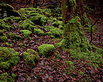 Click image for larger version. 

Name:	Enchanted Woods Ladybower.jpg 
Views:	117 
Size:	176.0 KB 
ID:	177061