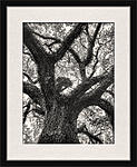 Click image for larger version. 

Name:	Southern Live Oak in Frame Mock-up.jpg 
Views:	105 
Size:	97.4 KB 
ID:	188396