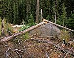 Click image for larger version. 

Name:	Broken tree.jpg 
Views:	86 
Size:	231.2 KB 
ID:	218283