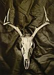 Click image for larger version. 

Name:	silver gelatin skull.jpg 
Views:	48 
Size:	46.4 KB 
ID:	214550