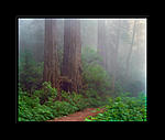 Click image for larger version. 

Name:	Redwoods_Ektar_100_7-Edit-Edit copy.jpg 
Views:	271 
Size:	64.2 KB 
ID:	204967