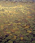 lily pads after the rain .jpg