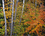 birch trunks and maples (8x10) 1-19-13.jpg