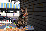 Click image for larger version. 

Name:	Alley cat.jpg 
Views:	81 
Size:	74.9 KB 
ID:	213487