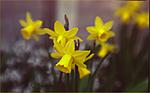Click image for larger version. 

Name:	A No 2 Lens Daffs RESIZED.jpg 
Views:	37 
Size:	24.5 KB 
ID:	146408
