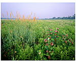 Click image for larger version. 

Name:	Watershed Field Milkweed and Grasses (4x5)_00001RPF4521DS.jpg 
Views:	100 
Size:	119.2 KB 
ID:	210587