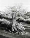 NUSING SLAB v.2 - Coolidge, Arizona.jpg