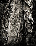 Click image for larger version. 

Name:	Tree trunk (1 of 1).jpg 
Views:	52 
Size:	99.8 KB 
ID:	227874